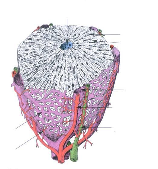 Lobulus hepatis vena centralis sinus sejtgerenda v. interlobularis a.