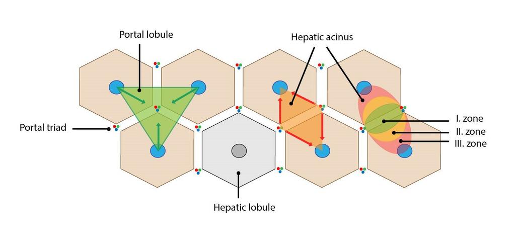 Lobulus hepatis lobulus portalis acinus hepatis lobulus portalis acinus hepatis I. zóna portális triász II. zóna III. zóna lobulus hepatis lobulus hepatis (klasszikus májlebenyke): v.