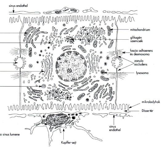 Májsejt és a sinus finomszerkezete Disse-tér sinus endothel mitokondrium durva felszínű endoplasmás reticulum glikogén szemcsék sima felszínű endoplasmás reticulum fascia