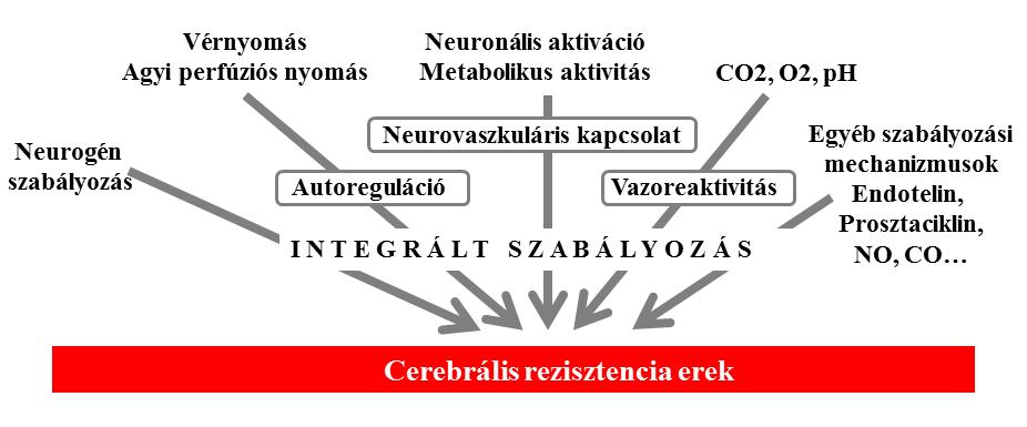 Rubanyi, 1992; Edvinsson és mtsai., 1993; Edvinsson és Krause, 2002; Iadecola, 2004, Willie és mtsai., 2014; Filosa és mtsai.