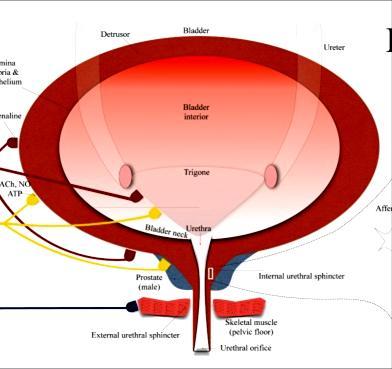 aktiválta K+ csatorna (BKCa) feszültség-függő K+ csatorna (Kv) két pórus domain-ű K+ csatorna (K2P) közepes konduktanciájú Ca++