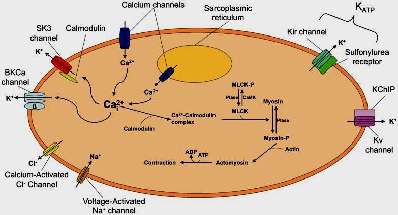 Ioncsatornák a miometriális simaizom tónus szabályozásában Brainard AM, Semin Cell Dev Biol. 2007;18(3):332-9.