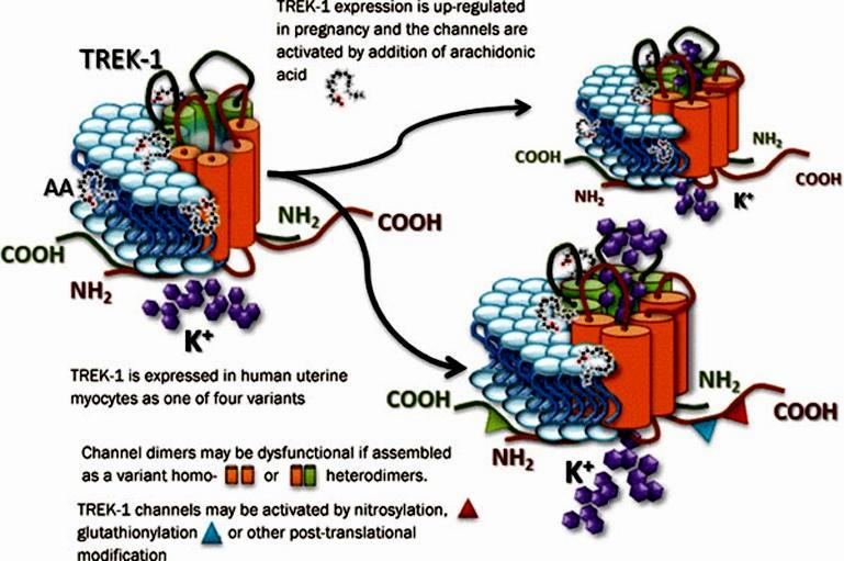 Strech-aktiválta TREK-1: egy két pórus domainű K+ ioncsatorna (K2P) méh simaizomból (terhességben