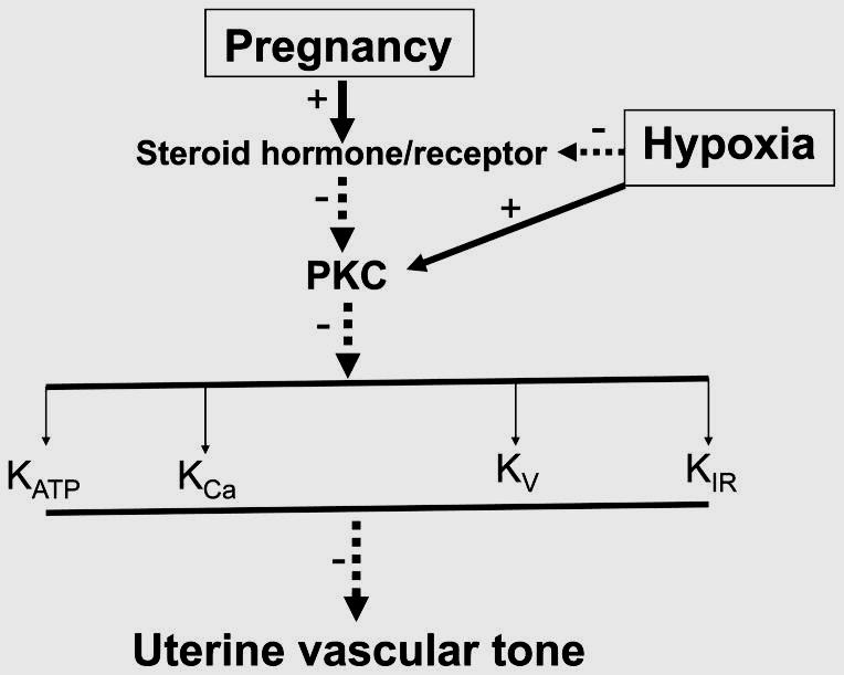 Terhesség, hipoxia és K+ ioncsatornák Zhu R