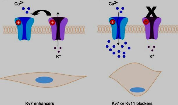 Feszültség-függő K+ ioncsatornák alcsaládjai (Kv.7 and Kv.