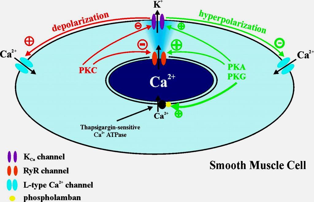 PKA/PKG és PKC feltételezett hatása a Ca2+spark -okra, a BKCa csatornára és a szarkoplazmatikus retikulum Ca2+-ATP-áz enzimre arteriás simaizomban Jaggar JH.