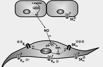 Endotheliális nitrogén monoxid ioncsatornák által is befolyásolja a humán umbilikális artéria tónusát Martin P. et al., Reprod Sci. 2014 April; 21(4): 432 441.