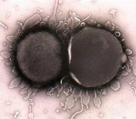 Plusz virulencia faktor: polysaccharide tok zdsys.chgb.or g.