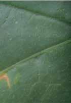 a vad görögdinnye is szolgálhat fertőzési forrásként. Az Acidovorax citrulli gazdaszövet nélkül nem él sokáig a talajban.