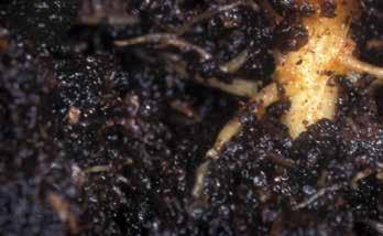 A fiatal csíranövényeken jelentkező tünetek hasonlóak a Pythium fajok által okozottakhoz.