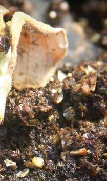 Fusarium equiseti: száraz, rozsdabarna rothadás jelenik meg a szik alatti száron. A gomba kelés előtti és utáni palántadőlést is okozhat.