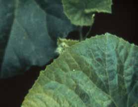 VÉDEKEZÉS: A kabakos fajok esetében termesszen rezisztens fajtákat, ha léteznek. Fusarium oxysporum f. sp. cucumerinum fertőzés következtében hervadó uborka növények.