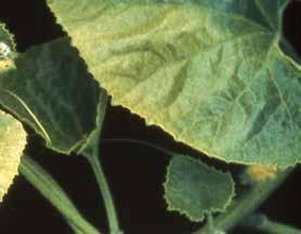 Egyes esetekben hasznos lehet a kabakosok helyett legalább öt évre más növényre váltani, bár ez nem mindig hatékony stratégia, mert a klamidospórák sokféle talajban hosszú ideig életben maradnak.