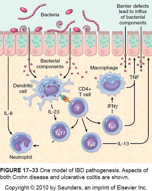 IBD- Microbiota and