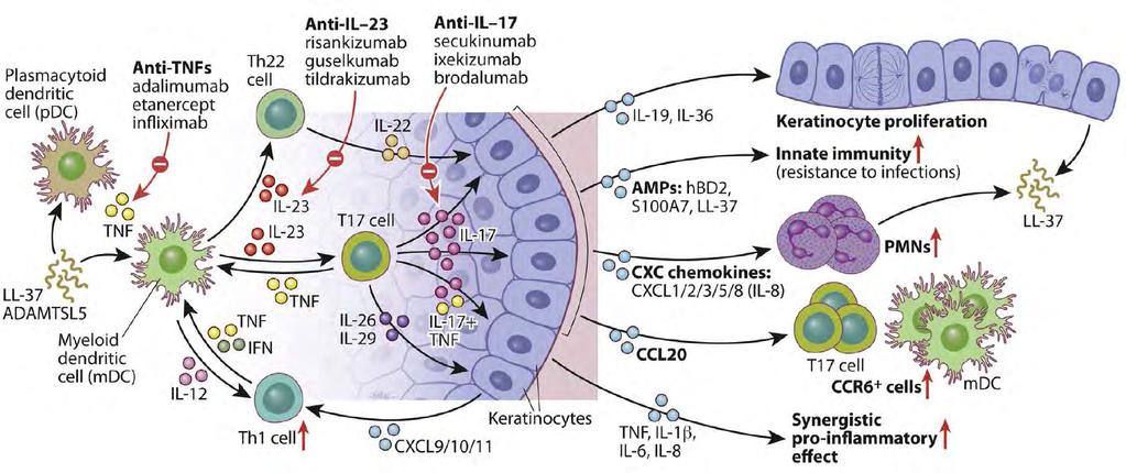 IL-17 közvetítette hatások az immunsejteken és a keratinocitákon a psoriasios