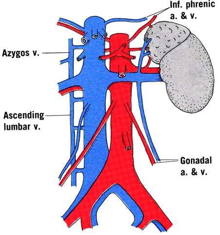 renalis - a. ovarica / testicularis - a. vesicalis inf. - erek a m.