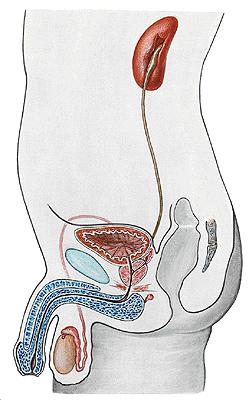 [cystitis] Alakja, mérete, helyzete, a többi