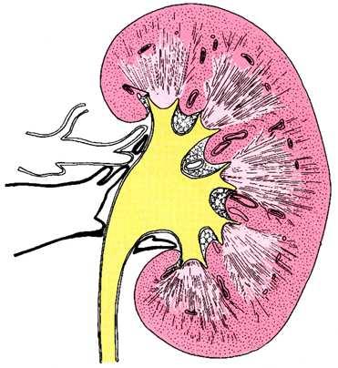 A félbevf lbevágott vese metszlapja - cortex renis - medulla renis HILUS calyx minor (9) pelvis renalis capsula fibrosa pars radiata lobuli corticales (velısugarak)