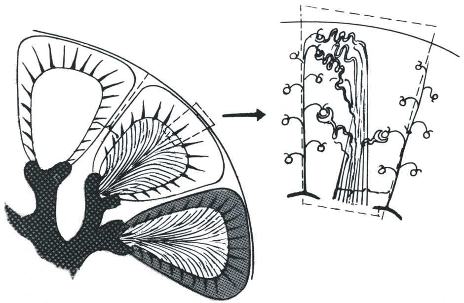 cortex a. interlobaris a.