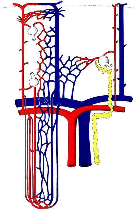 A vese vérkeringv rkeringése capsula rr. capsulares a. perforantes venula stellata cortex vas eff. aff. a./v. interlobularis medulla arteriola / venula recta a./v. interlobaris a./v. arcuata a.