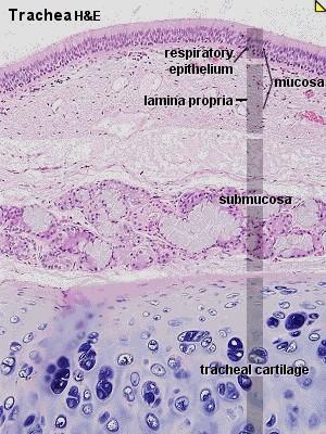 Epithelium: csillós többmagsoros hám, a csillók effektív csapása a garat felé irányul. A hámban sok a kehelysejt.