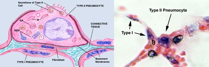 2-es típusú alveoláris sejt: alveolusok falában az 1-es típusok között