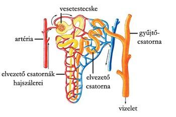 Vese (Ren) Működési egység: nefron vesénként több mint kétmillió található.