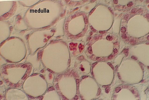 Vesevelő (medulla): Vasa recta: benne vörösvértestek.