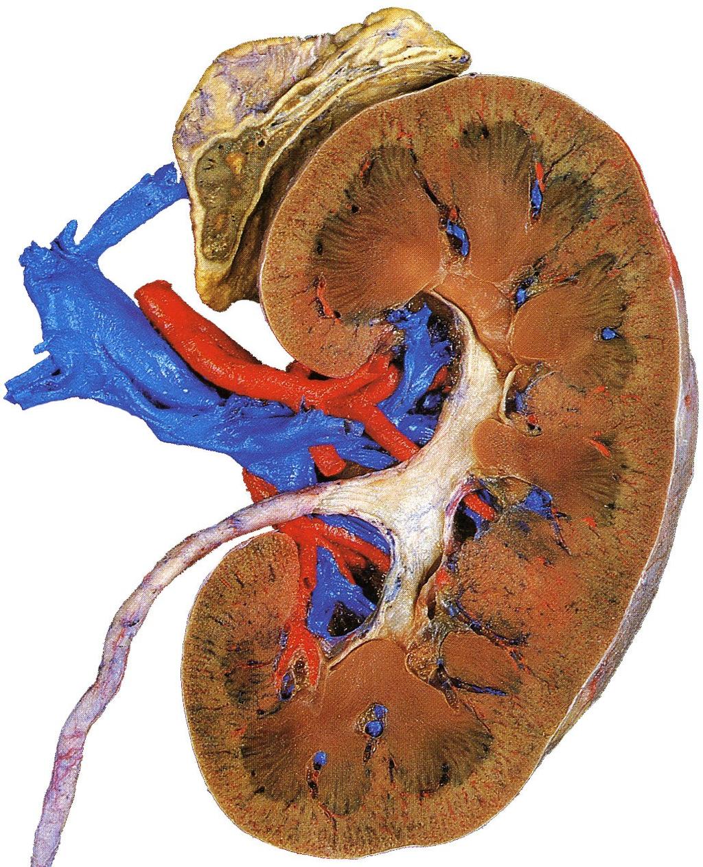 renalis Ureter nodi lymphatici renales aorta körüli