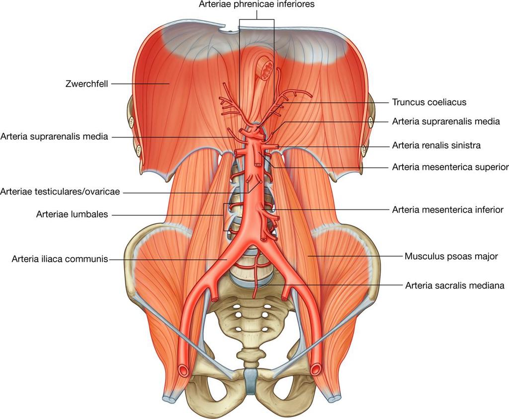 Diaphragma Th XII L IV A. sacralis mediana A.