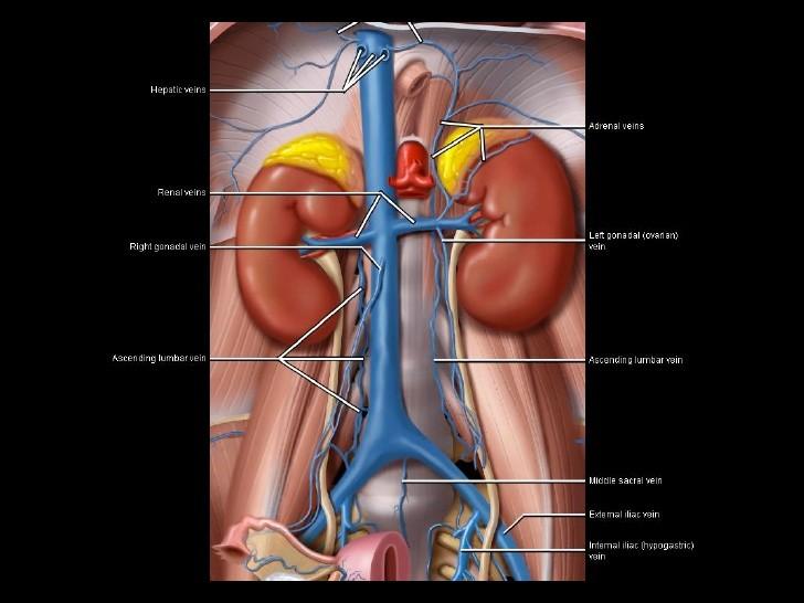 vena lumbalis ascendens d. vena testicularis / ovarica sin.