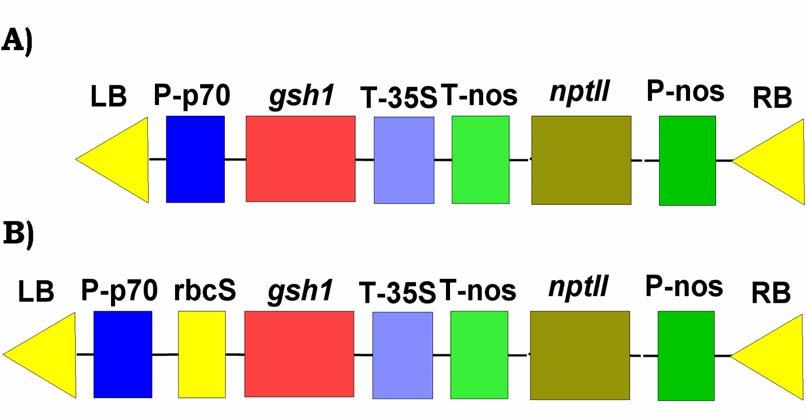 4 2. Anyag és módszer Munkánk során két típusú transzformánst jellemeztünk: a 11ggs klónban a transzgén fehérjeterméke a citoszolban, a 6Lgl klónban pedig a kloroplasztban akkumulálódik.