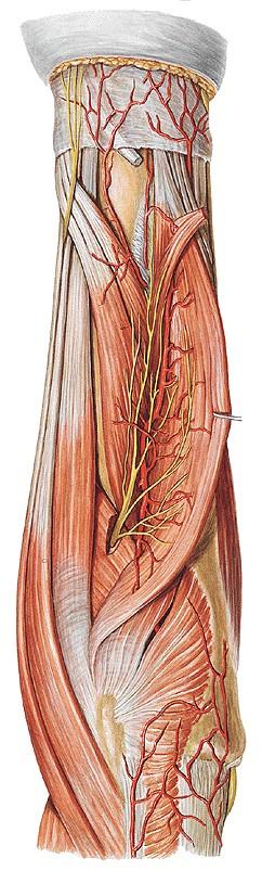 R A. interossea posterior