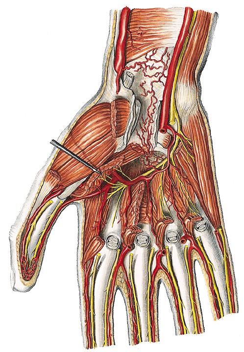 ulnaris) (2.) A. princeps pollicis A.