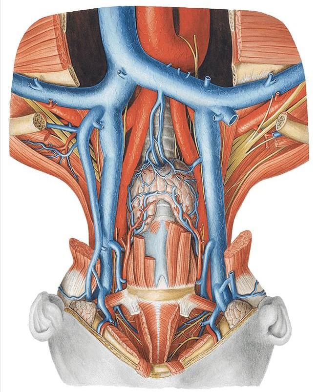VCS= Vena cava superior BCD= Vena brachiocephalica dextra JID= Vena jugularis interna dextra JED= Vena jugularis externa dextra SCD= Vena subclavia dextra PTI= Plexus thyroideus impar / Vena