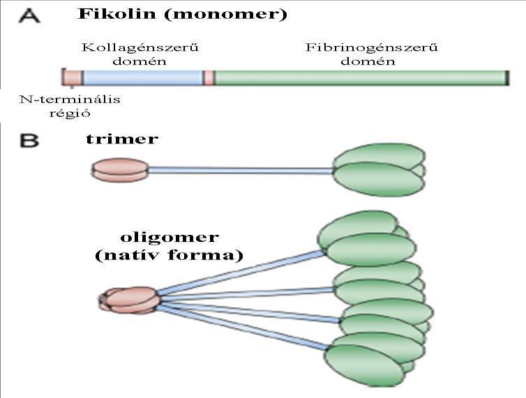 fibrinogénszerű alegység vesz részt (56-58). Garlatti és mtsai.