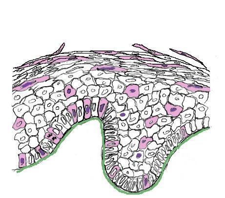 Uroepithelium