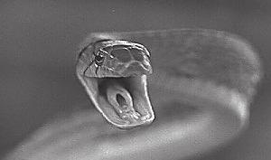 február 2010 Otraví had sám seba, keď sa kusne? Hady patria medzi plazy, ktoré používajú nejedovatejšie jedy. Sú ale samotné hady proti vlastnému jedu imúnny? Niektoré hady áno. Niektoré nie.