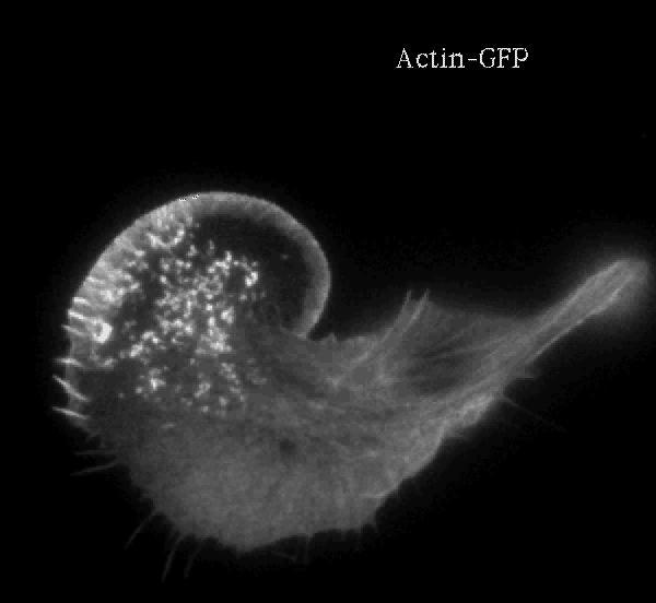 AKTI FEHÉRJE I VIVO Fluorezcencia mirozópia - GFP-jelölt atin (Green