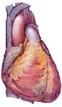 A vérnyomás bradycardia tachycardia szívfrekvencia pulzustérfogat RR perctérfogat perifériás érellenállás konstrikció dilatáció Az angiotenzin II szerepe a célszervkárosodások