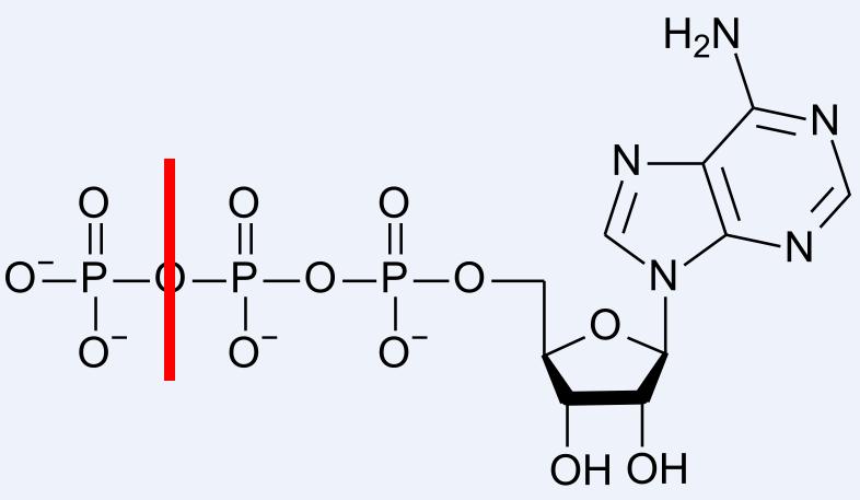 8) Bioenergetika ATP: adenozin -5 - trifoszfát foszforsavanhidrid foszfátészter DG~ 30.5 kj DG~ mol -1 45.