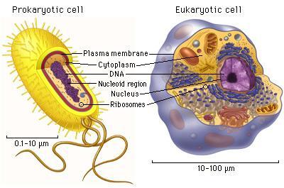 1) A kromoszóma és felépítése A prokarióták, körülhatárolt sejtmag
