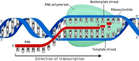 Transzkripció Ismétlés Iniciáció Az RS polimeráz felismeri a DS promoter szakaszát, hozzákötődve szétválaszt 12bp-nyi szakaszt, és megkezdi az RS szál felépítését: ATP, UTP, GTP, CTP Elongáció Az