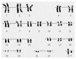 Fajfüggő az eukarióta sejtek kromoszómáinak a száma: rozs 14 galamb 16 giliszta 36 mezei nyúl