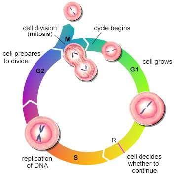Egy eukarióta sejtciklusa: a sejtosztódás