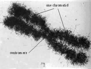 centromer kromatin telomer régiók megkettőződött kromoszóma a