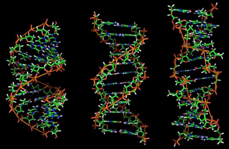 A DS 3 fő formájának szerkezeti jellemzői: kérdés: milyen hosszú az emberi genom (kihúzva és egyesítve )?