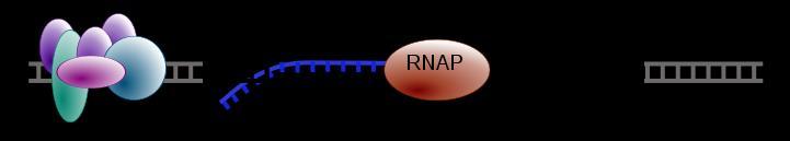 DS-ről RS-re átírás kezdete: RA-Polimerase Transzkripciós faktor
