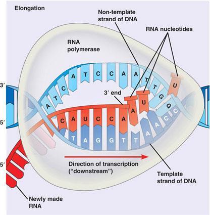 Ribonukleinsav (RS) és fehérjeszintézis gén: olyan DS szegmens amely tartalmazza mindazon információk összességét amely az adott polipeptid vagy fehérje szintéziséhez szükséges. (pl.