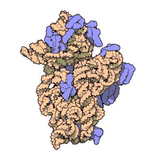 a riboszóma egy RS-fehérje komplex: két alegység funkciója: kisalegység: köti az mrs-t nagy